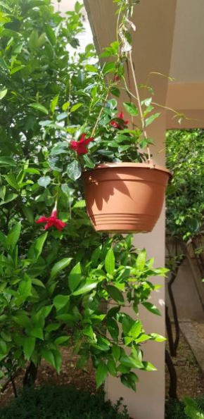 Apartman Nikolić 2